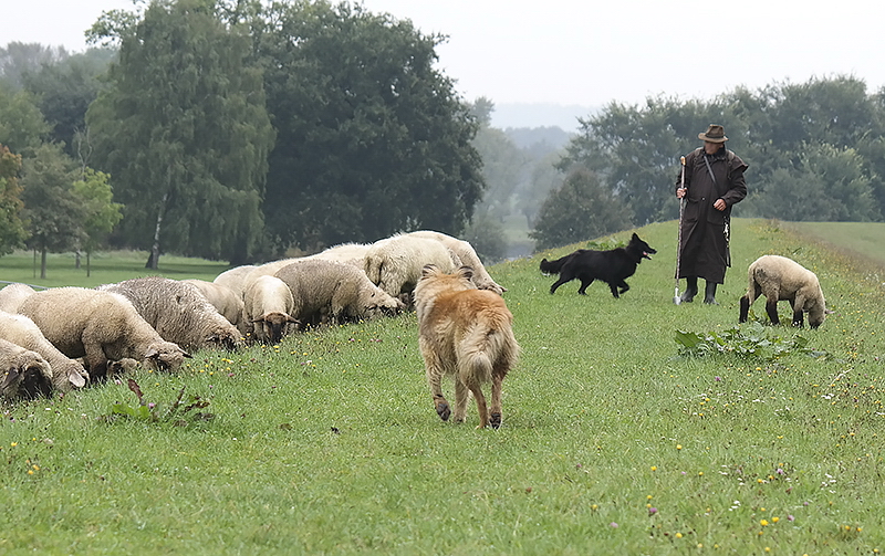 Tiere Mecklenburgische Seenplatte SAM_4506 Kopie.jpg - Weiterfahrt nach Drage an der  Elbe . Heute sind wir beim Spaziergang vom heftigen Regen überfallen worden. Selbst dem Schäfer war es zu ungemütlich.